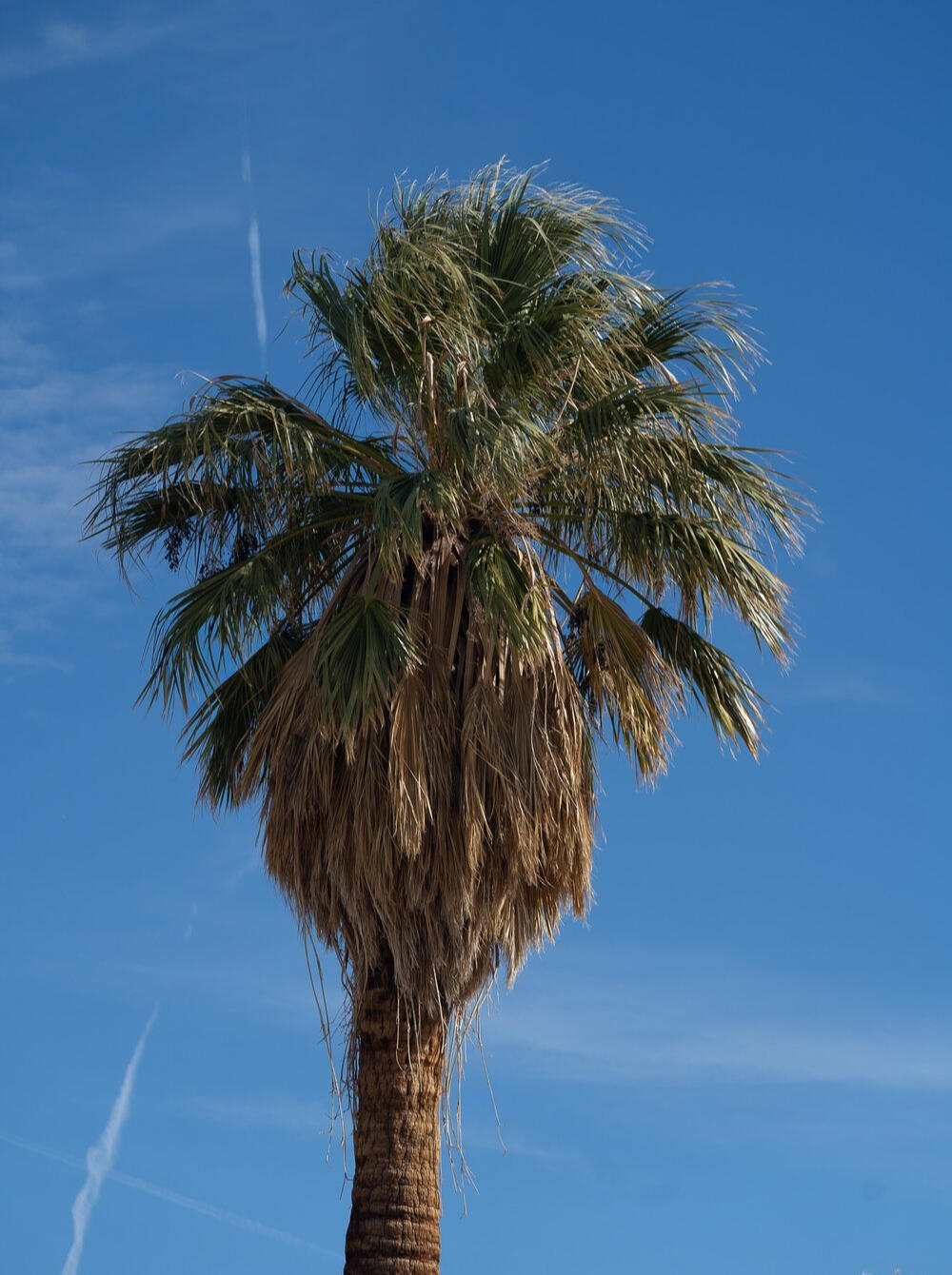 Untrimmed Palm Tree Untrimmed palm tree