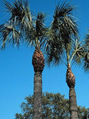 trimmed palm tree